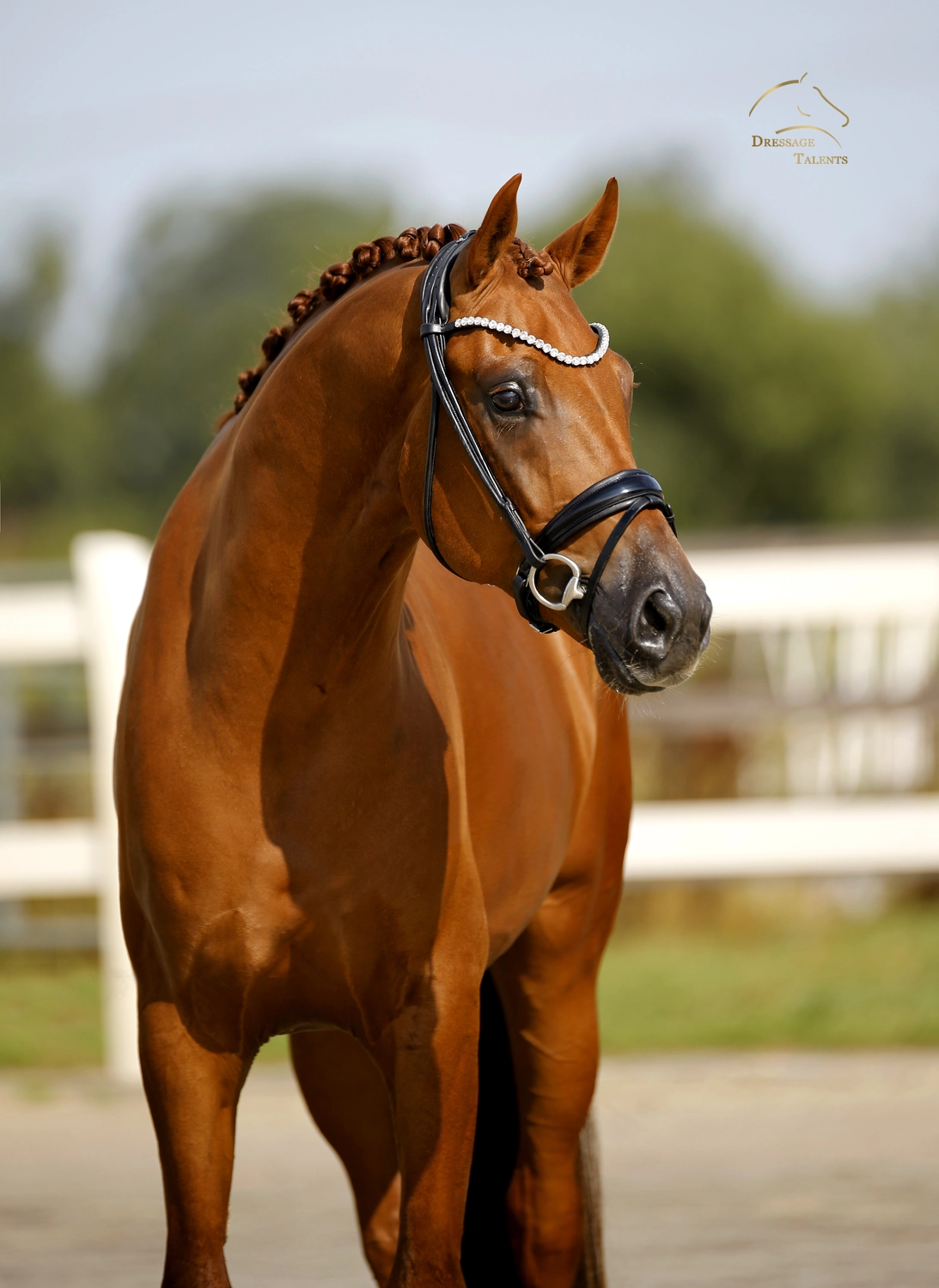 Dressage Talents – Fotografie – Pferde shezaan