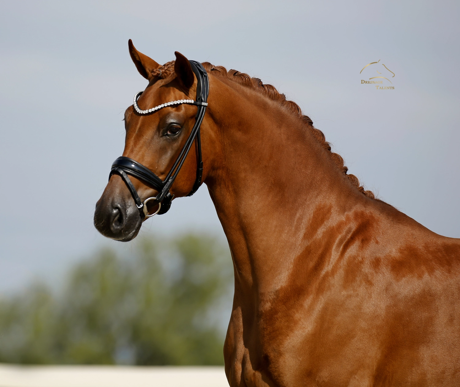 Dressurtalente - Fotografie - Pferd Vive Belle