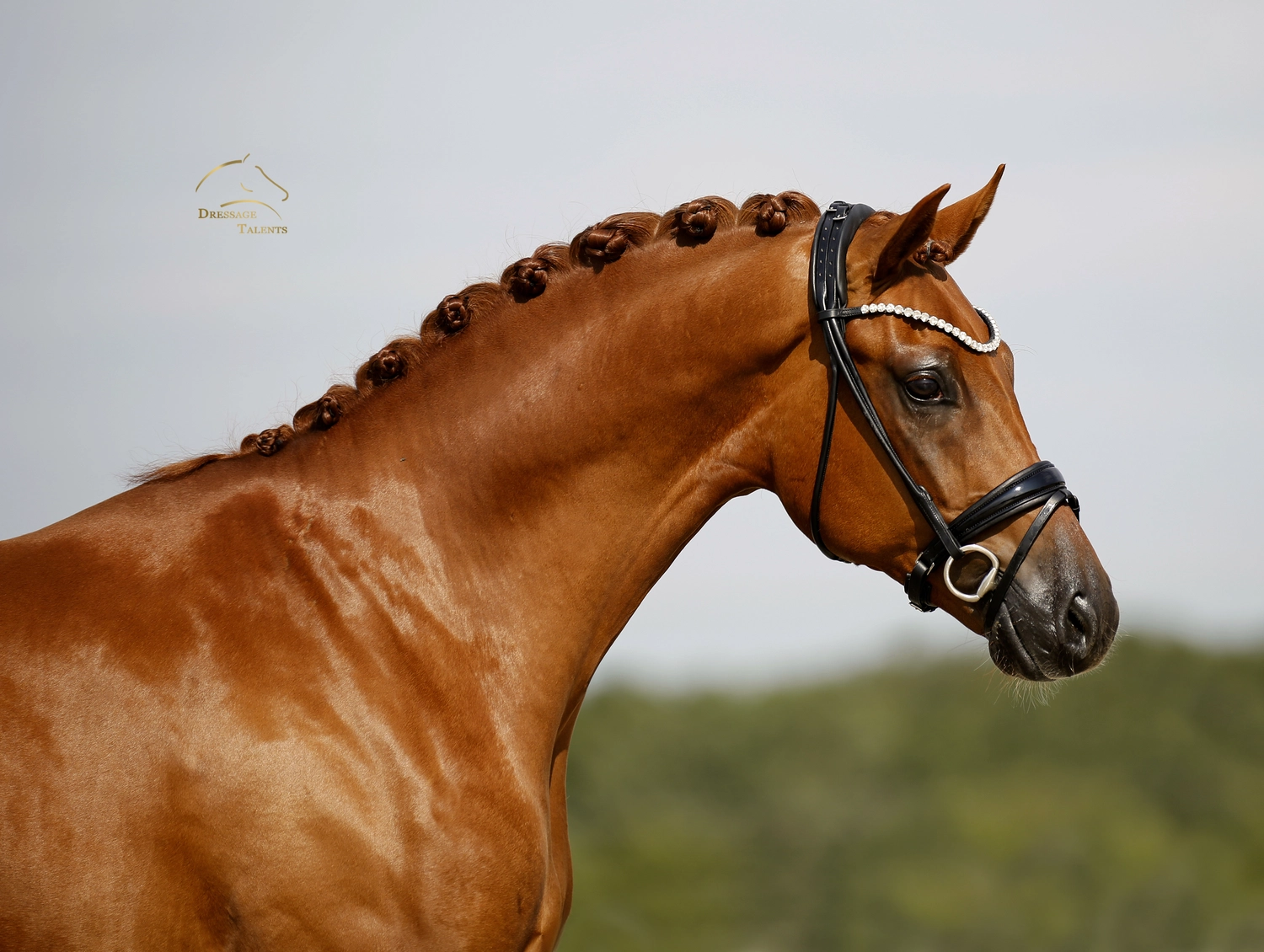 Dressurtalente - Fotografie - Pferd Vive Belle