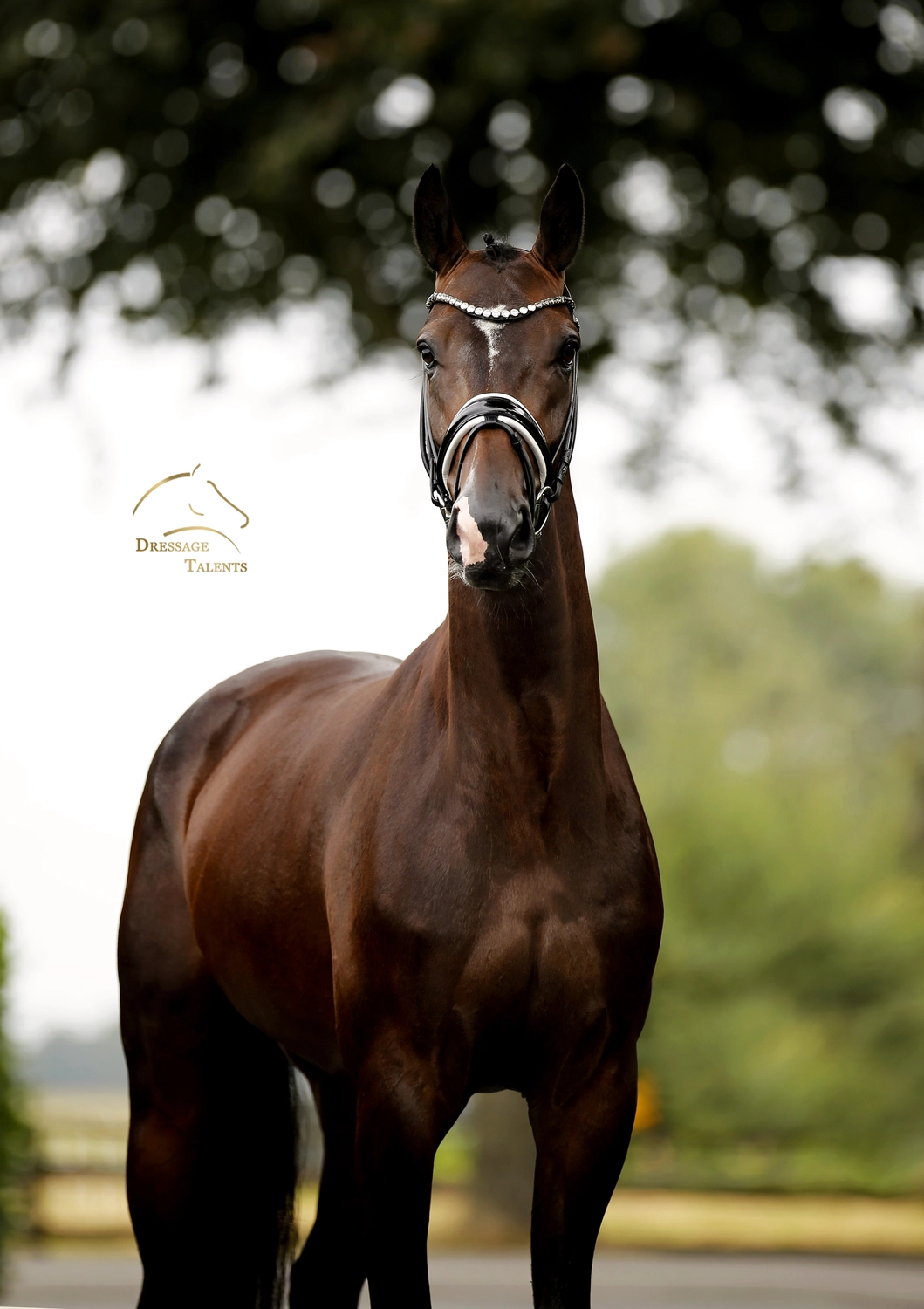Dressage Talents – Fotografie – Pferde shezaan