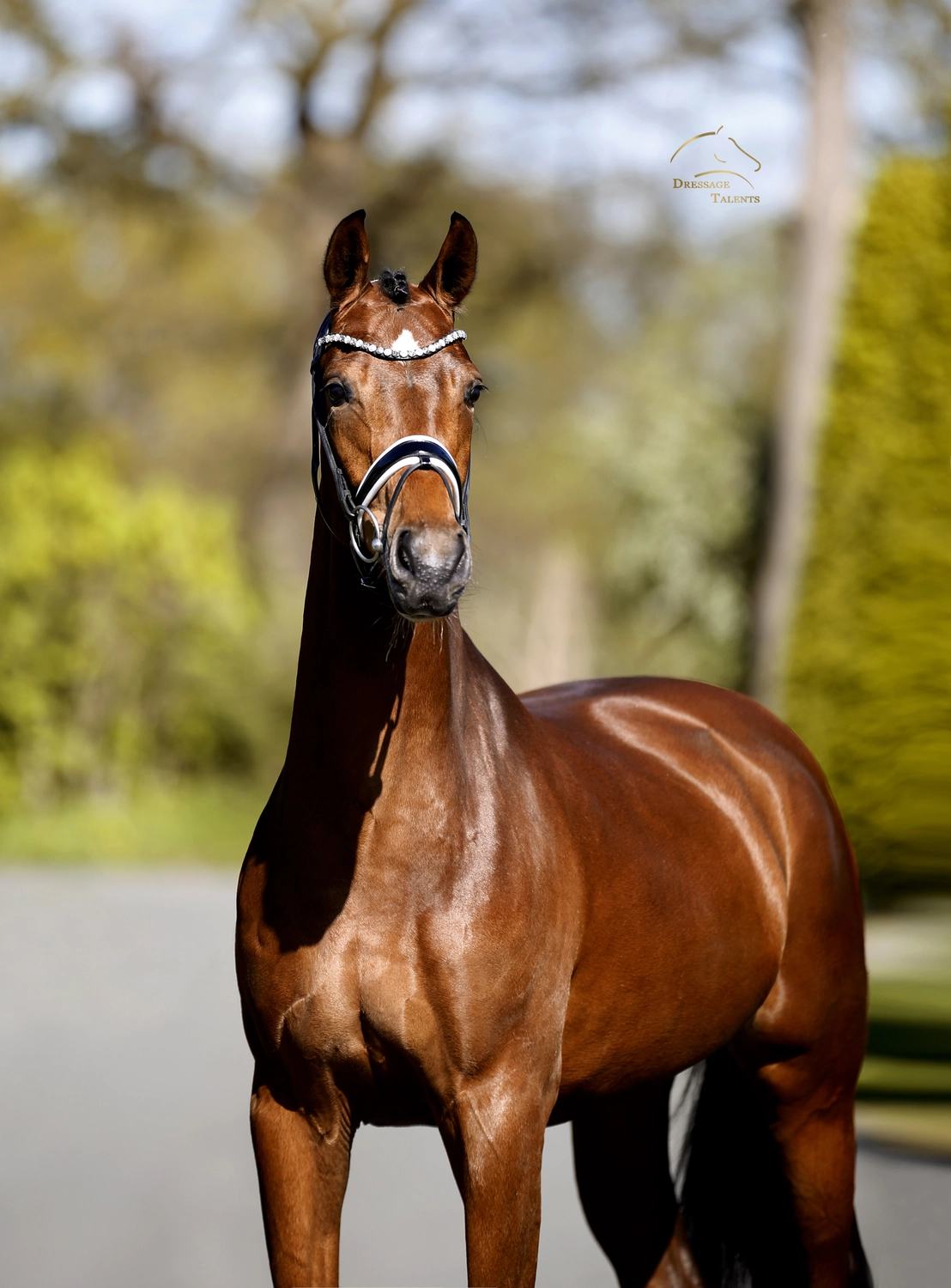 Dressage Talents – Fotografie – Pferde shezaan