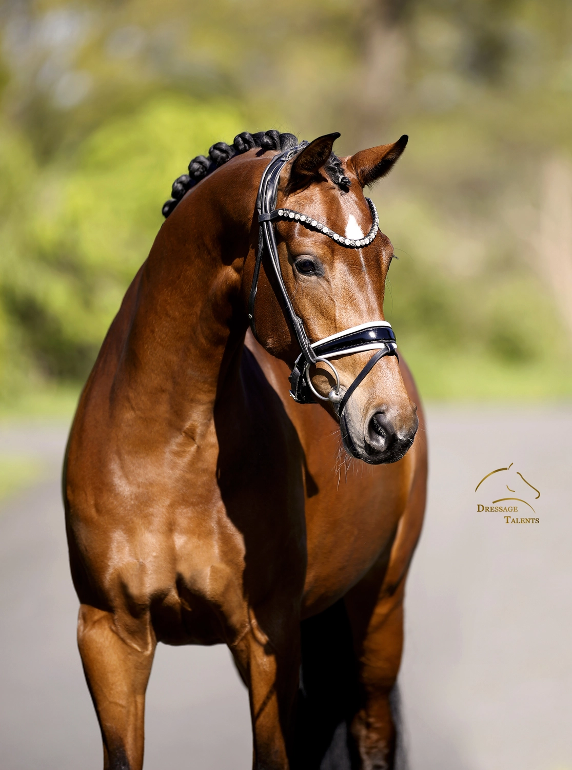 Dressurtalente - Fotografie - Pferd Vive Belle