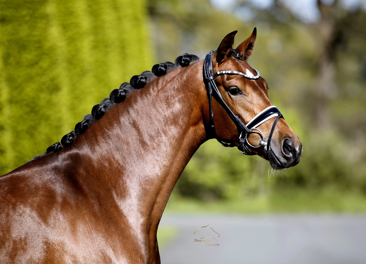 Dressurtalente - Fotografie - Pferd Vive Belle