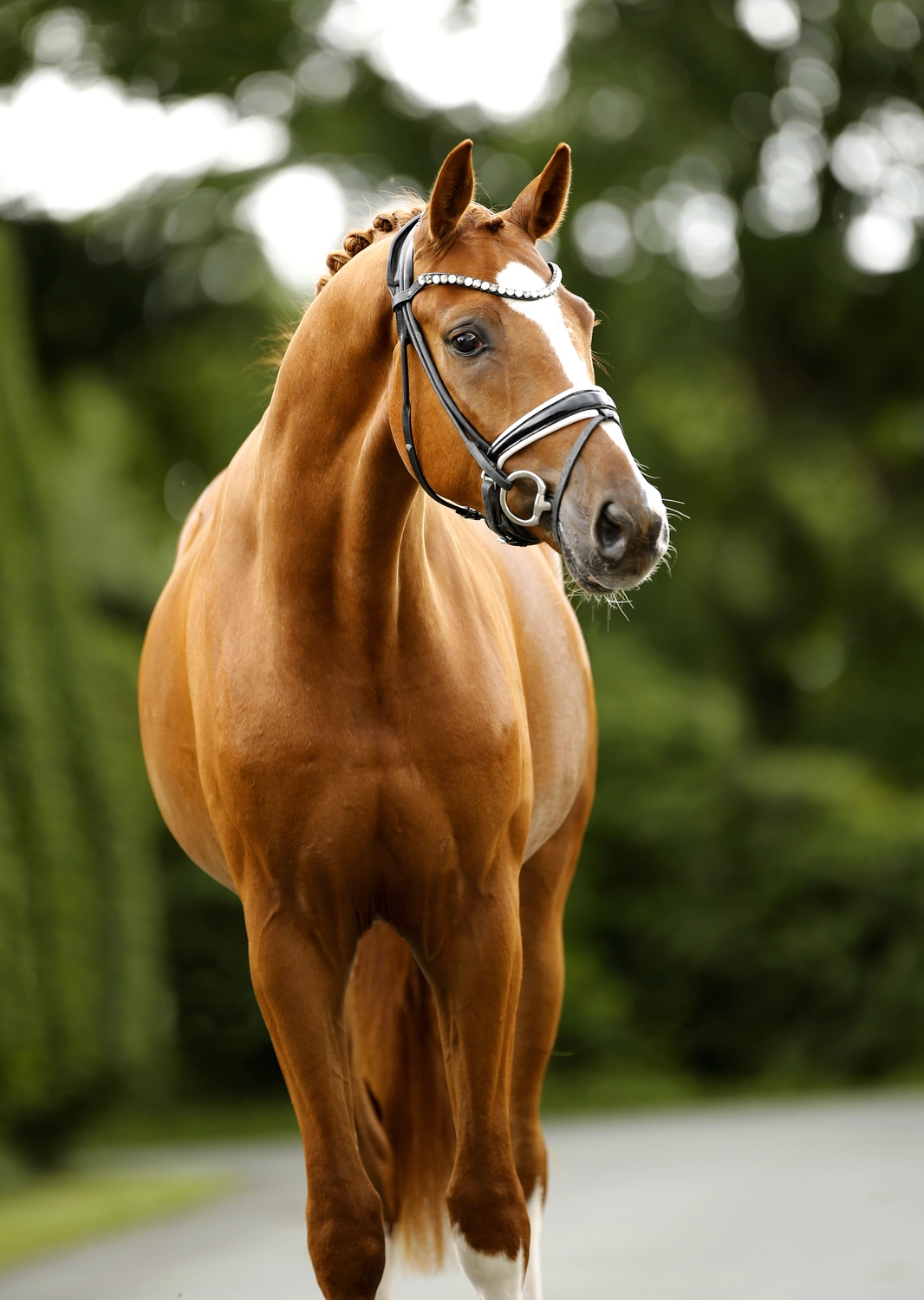 Dressage Talents – Fotografie – Pferde shezaan