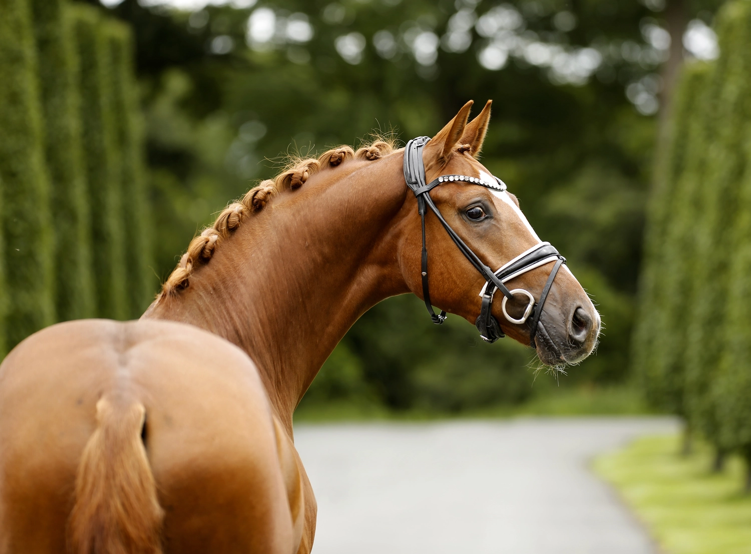 Dressurtalente - Fotografie - Pferd Vive Belle