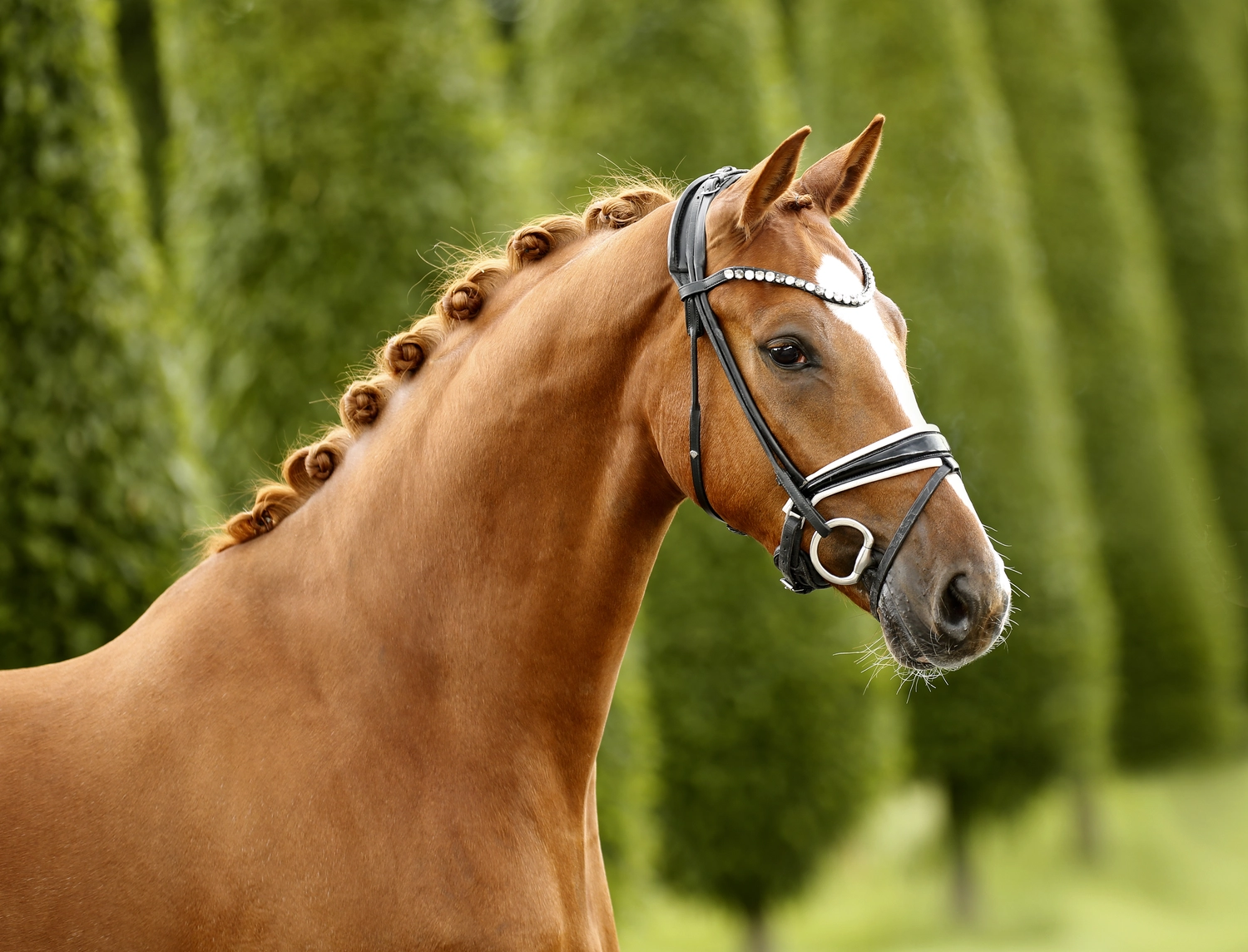 Dressurtalente - Fotografie - Pferd Vive Belle