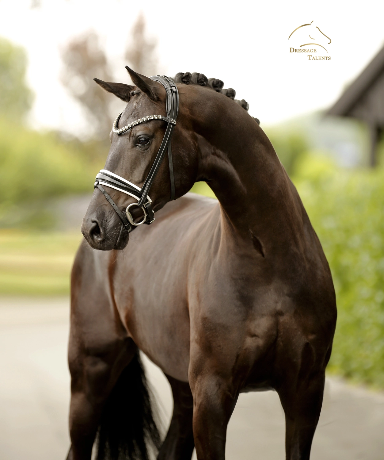 Dressage Talents – Fotografie – Pferde shezaan
