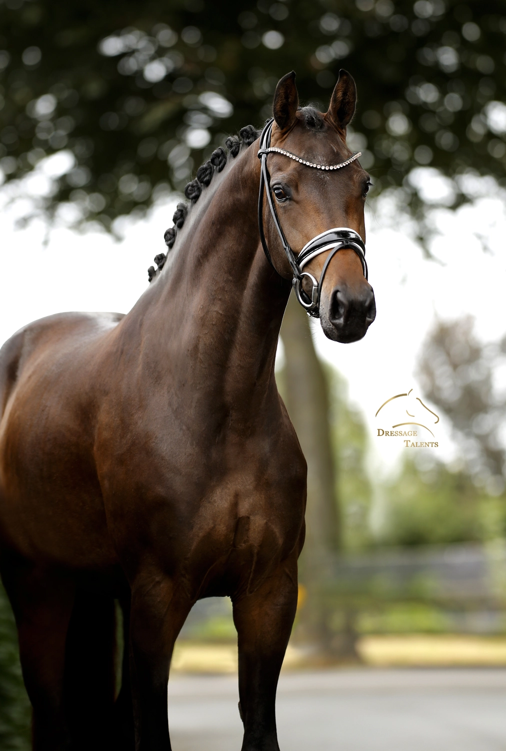 Dressage Talents – Fotografie – Pferde shezaan
