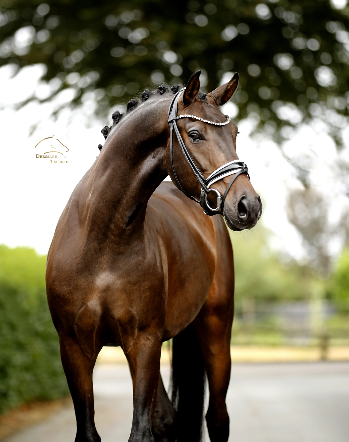 Dressage Talents – Fotografie – Pferde shezaan