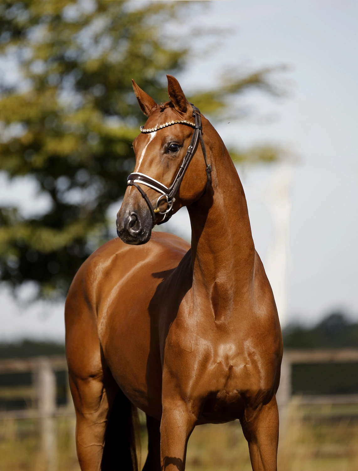 Dressage Talents – Fotografie – Pferde shezaan