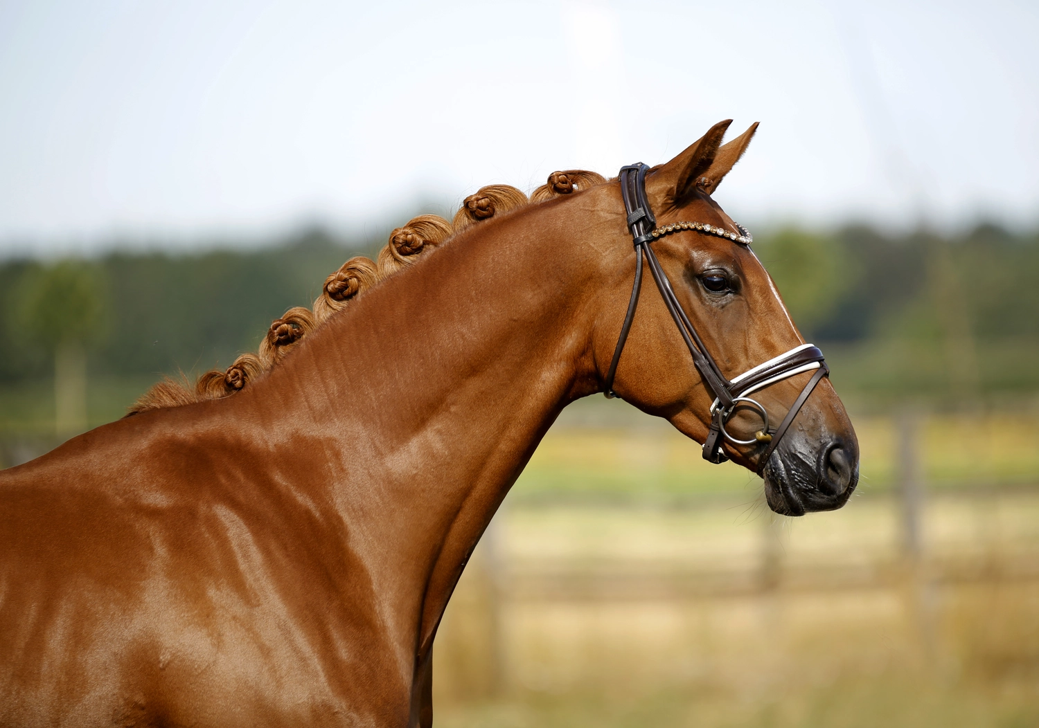 Dressurtalente - Fotografie - Pferd Vive Belle