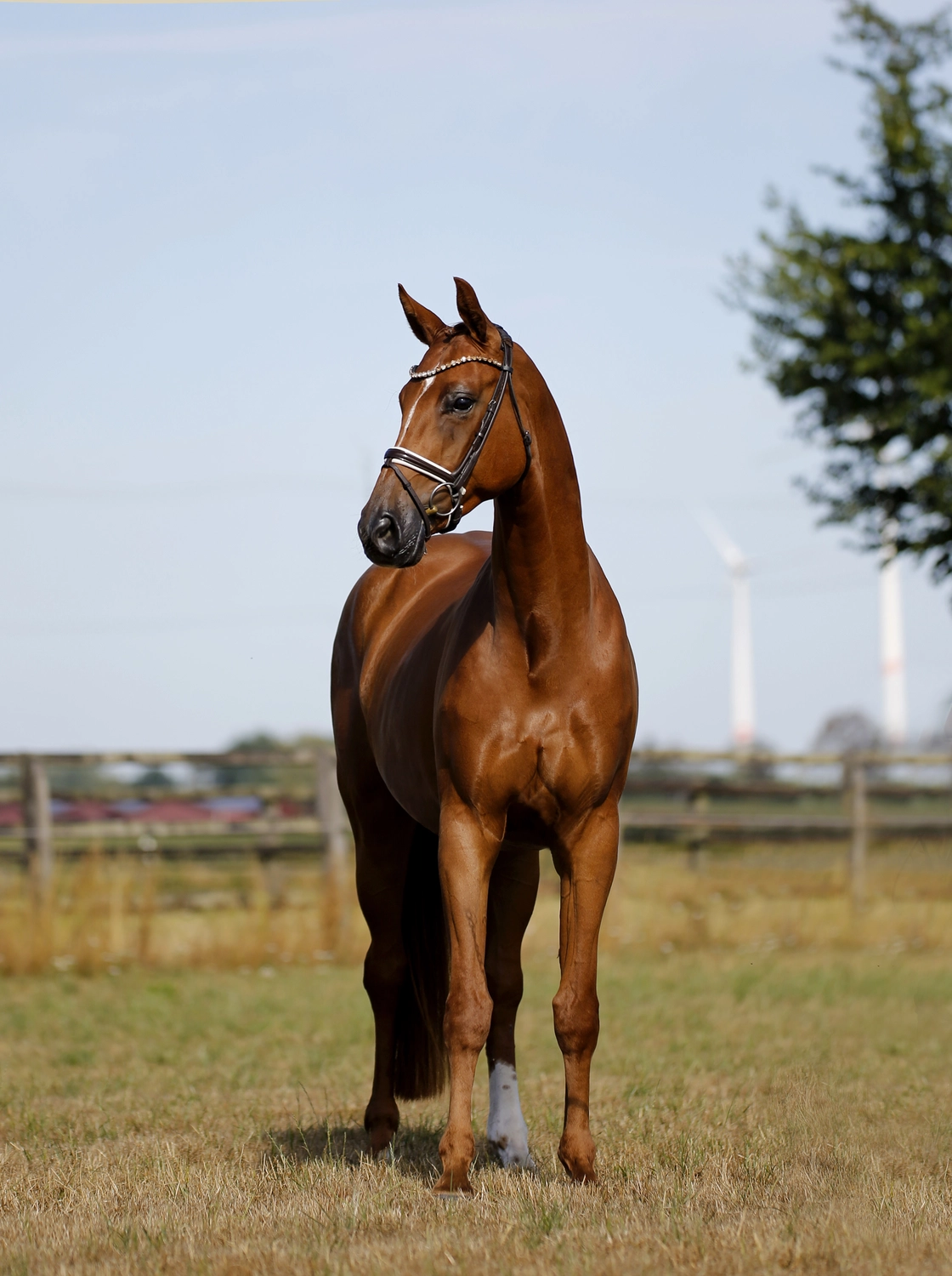 Dressurtalente - Fotografie - Pferd Vive Belle