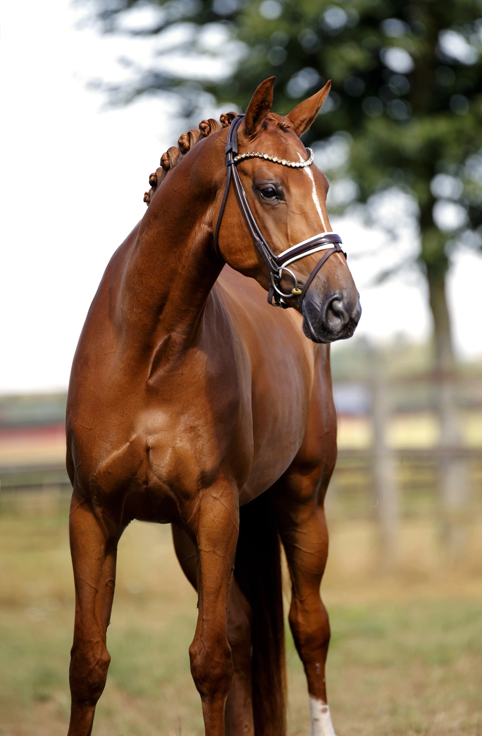 Dressurtalente - Fotografie - Pferd Vive Belle