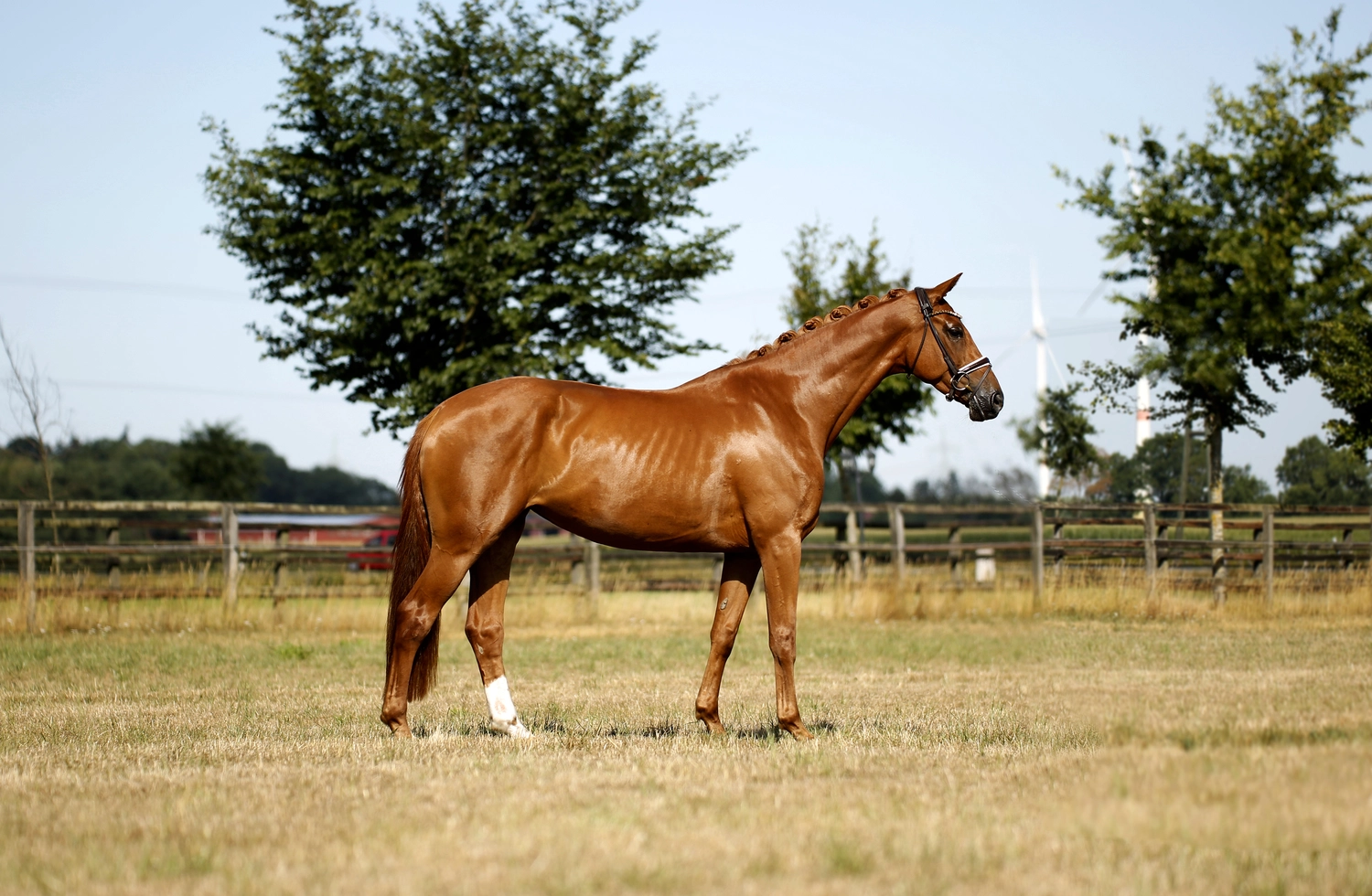 Dressurtalente - Fotografie - Pferd Vive Belle