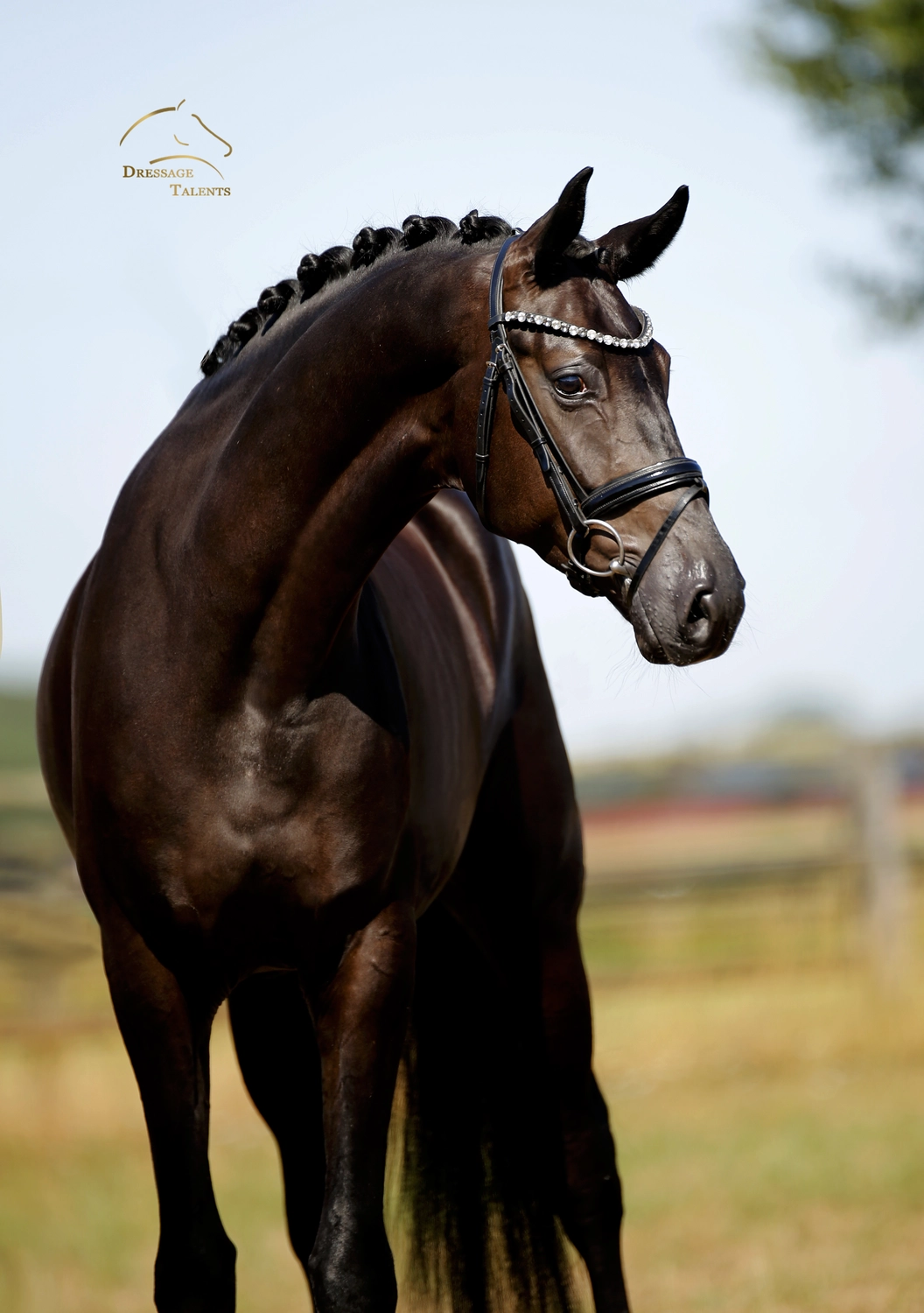Dressage Talents – Fotografie – Pferde shezaan