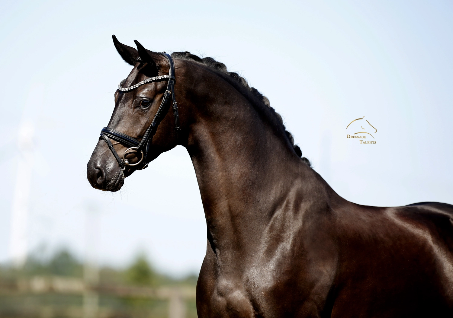 Dressurtalente - Fotografie - Pferd Vive Belle