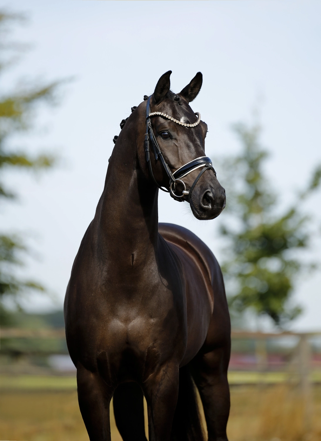Dressage Talents – Fotografie – Pferde shezaan