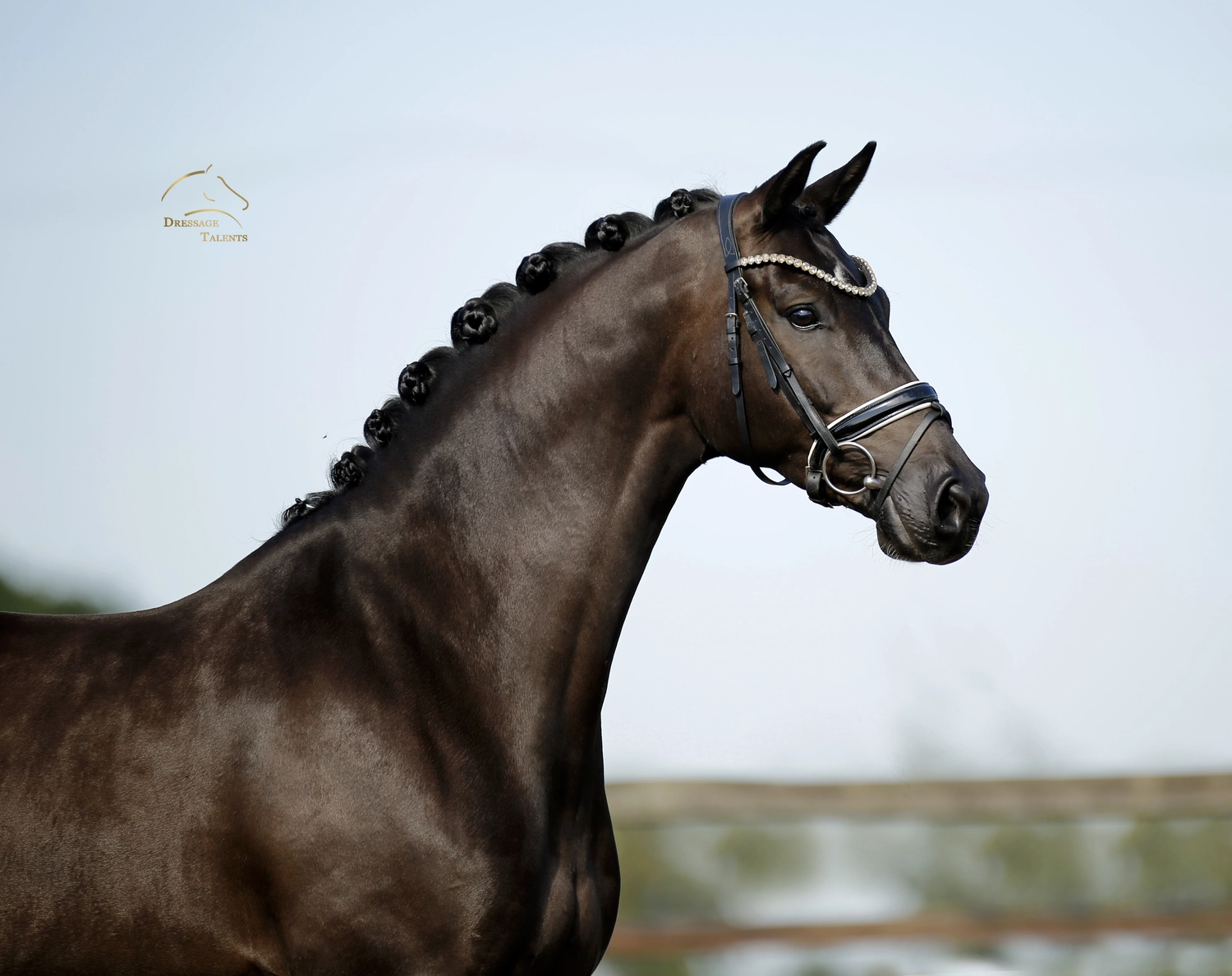 Dressurtalente - Fotografie - Pferd Vive Belle