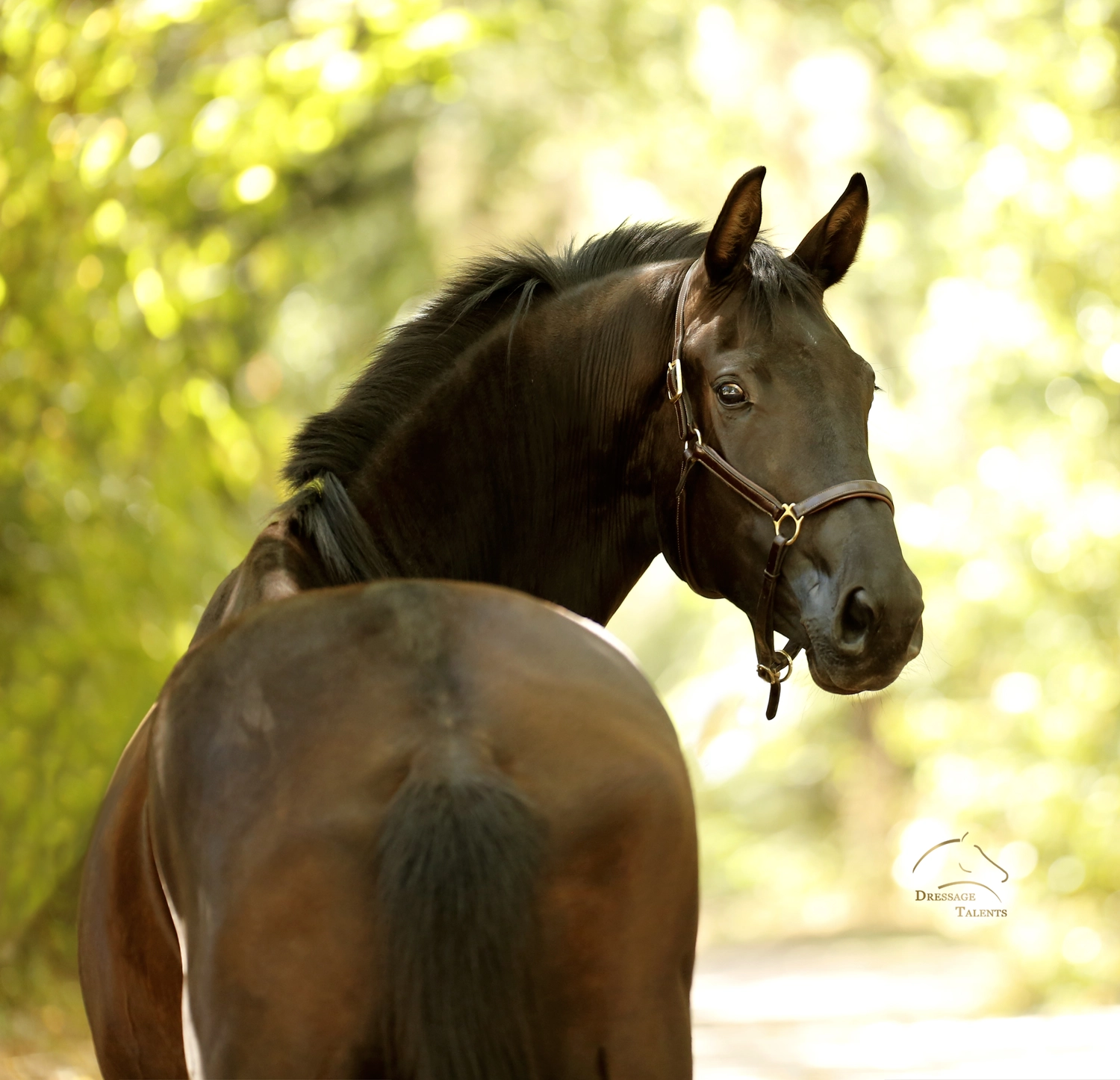 Dressage Talents – Fotografie – Pferde shezaan