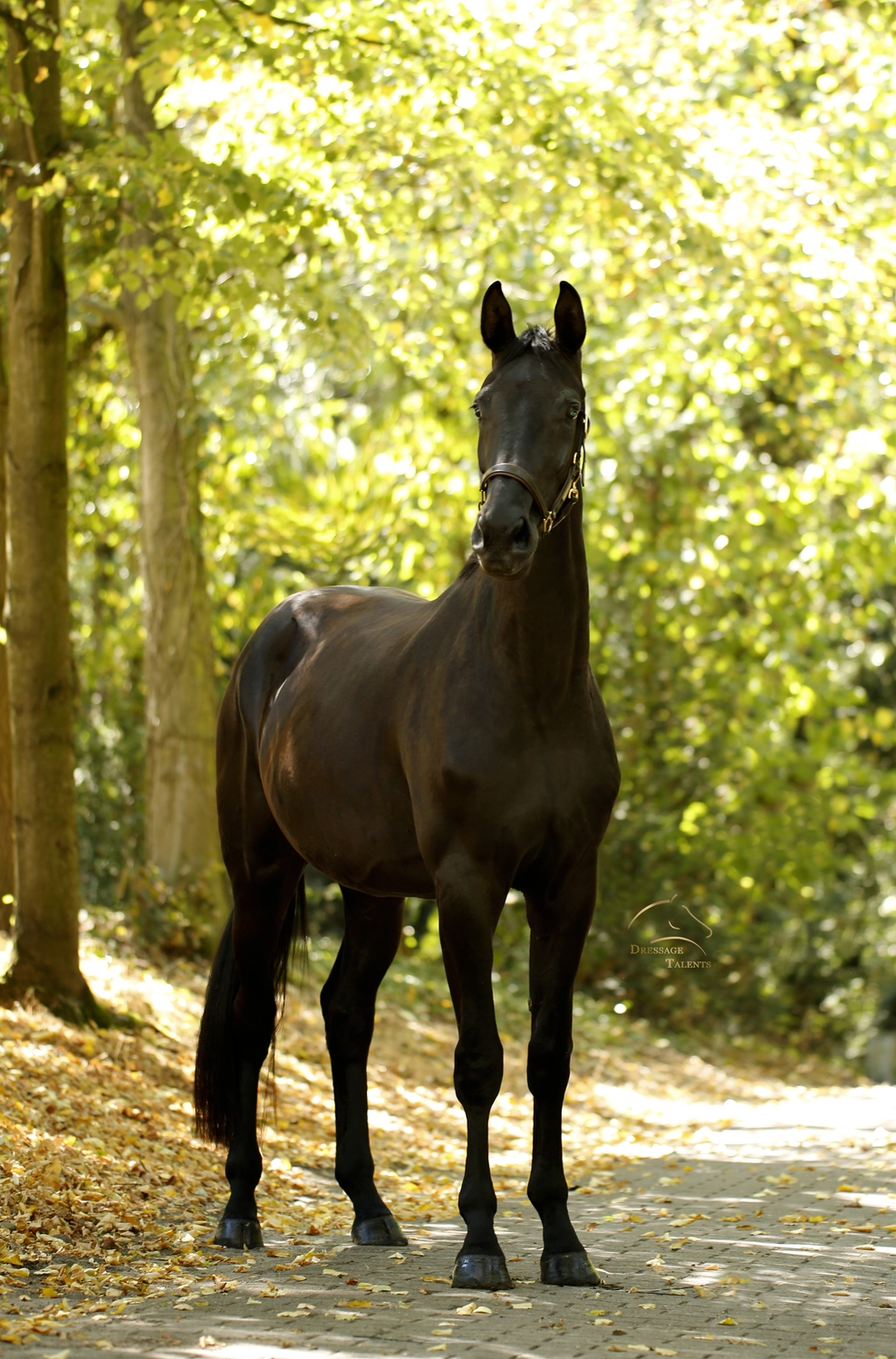 Dressurtalente - Fotografie - Pferd Vive Belle