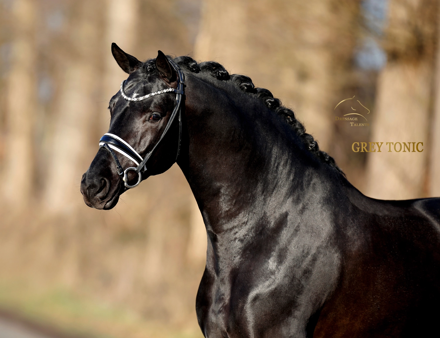 Dressurtalente - Fotografie - Pferd Vive Belle