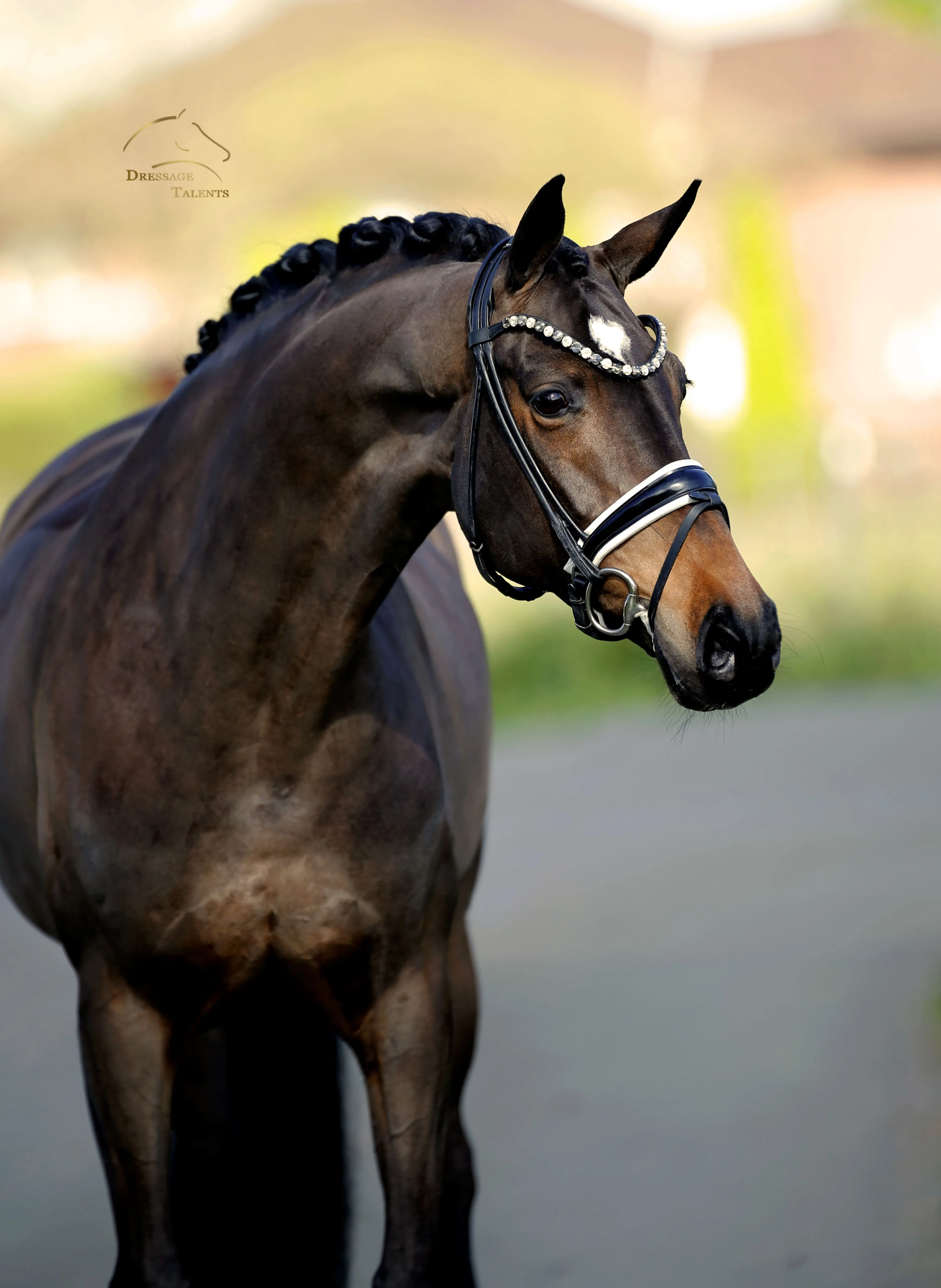 Dressage Talents – Fotografie – Pferde shezaan