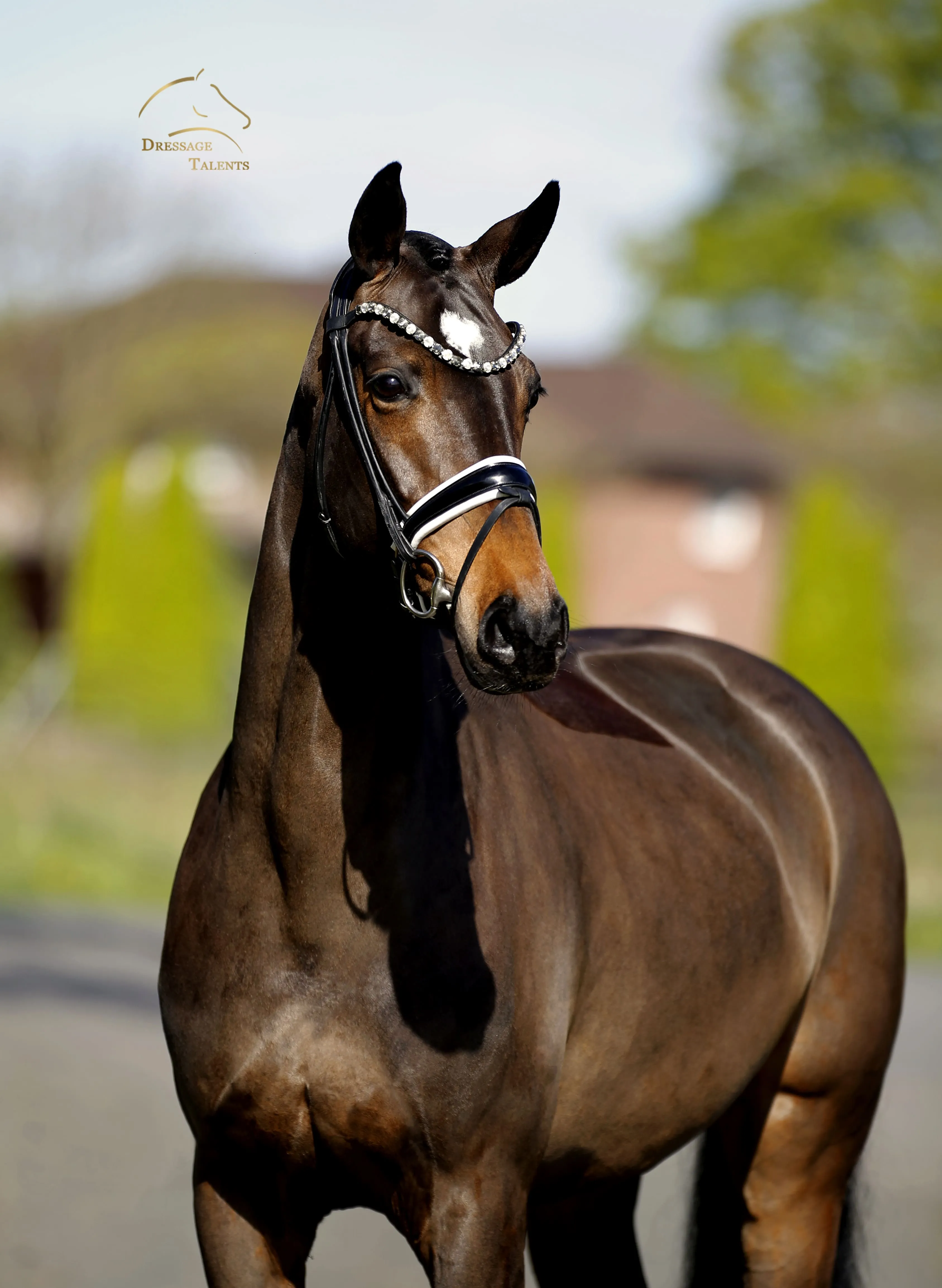 Dressurtalente - Fotografie - Pferd Vive Belle