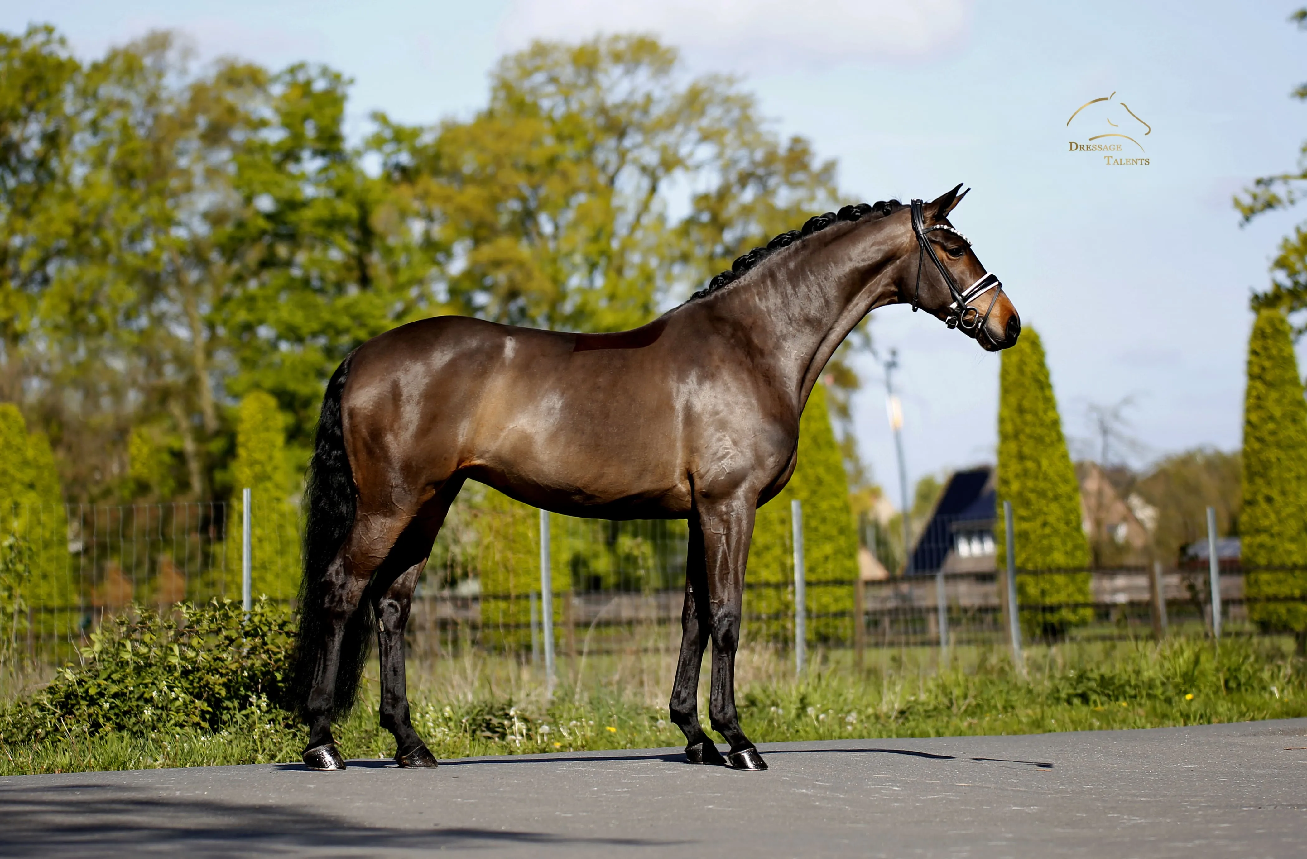 Dressurtalente - Fotografie - Pferd Vive Belle