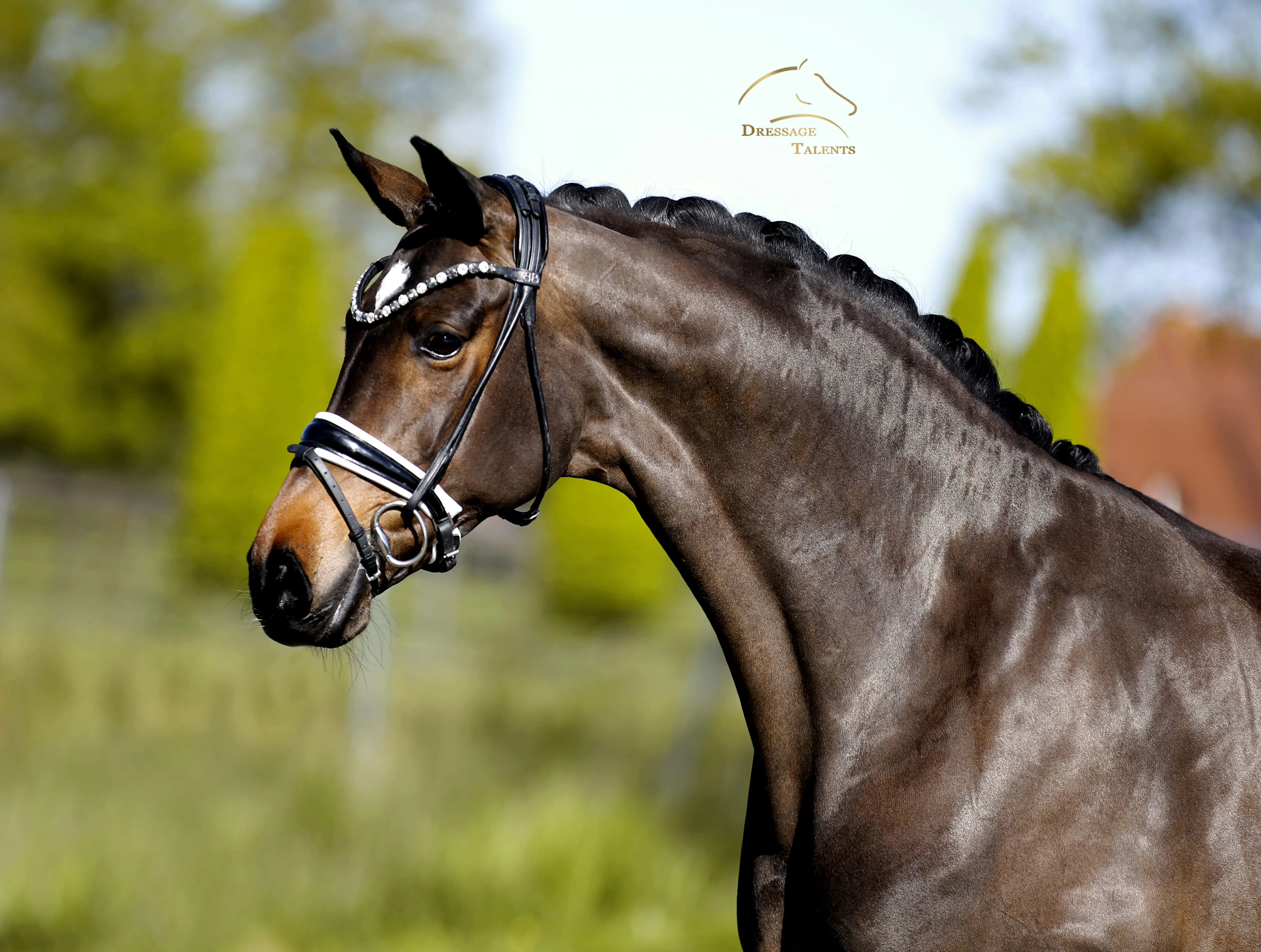 Dressurtalente - Fotografie - Pferd Vive Belle