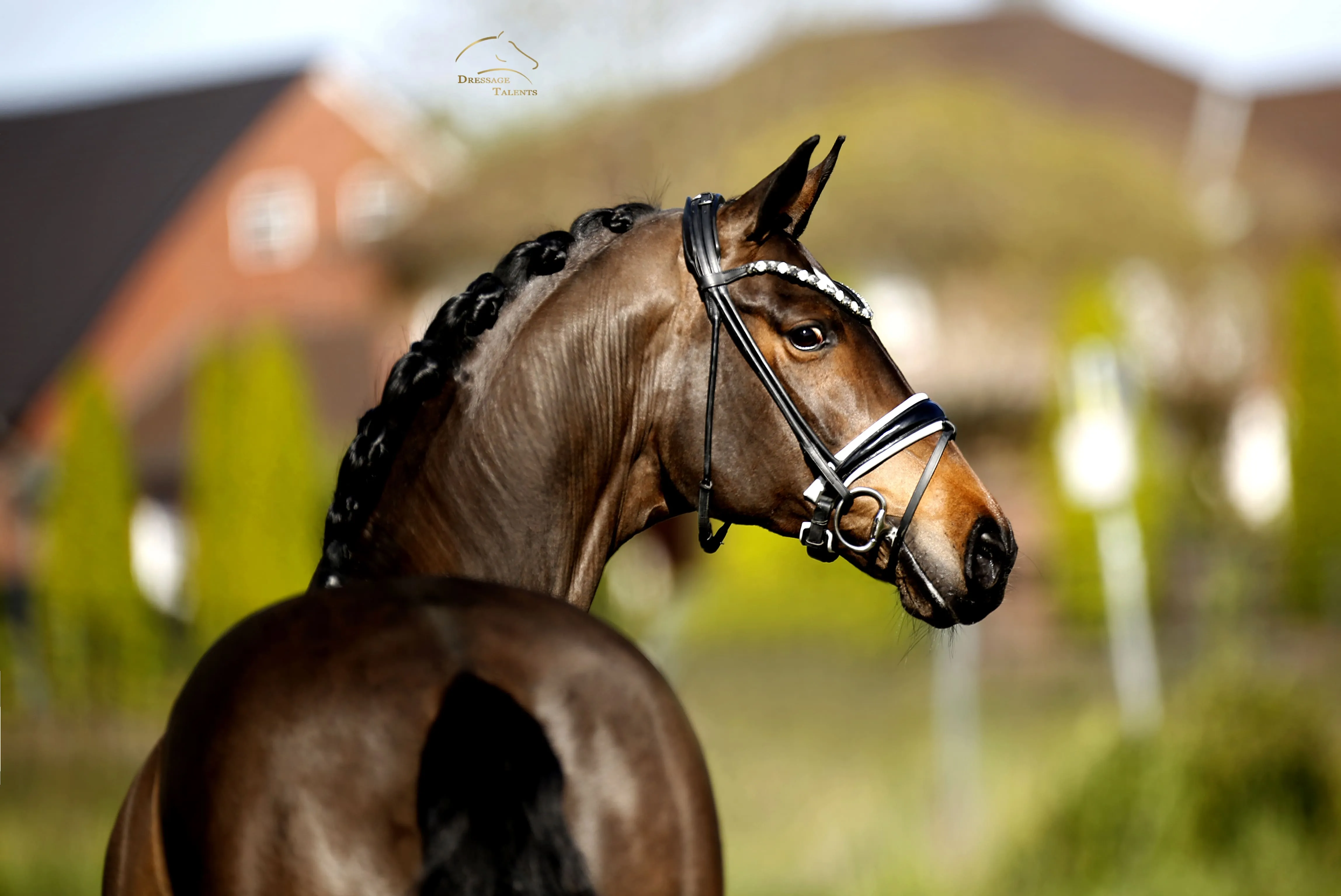 Dressurtalente - Fotografie - Pferd Vive Belle