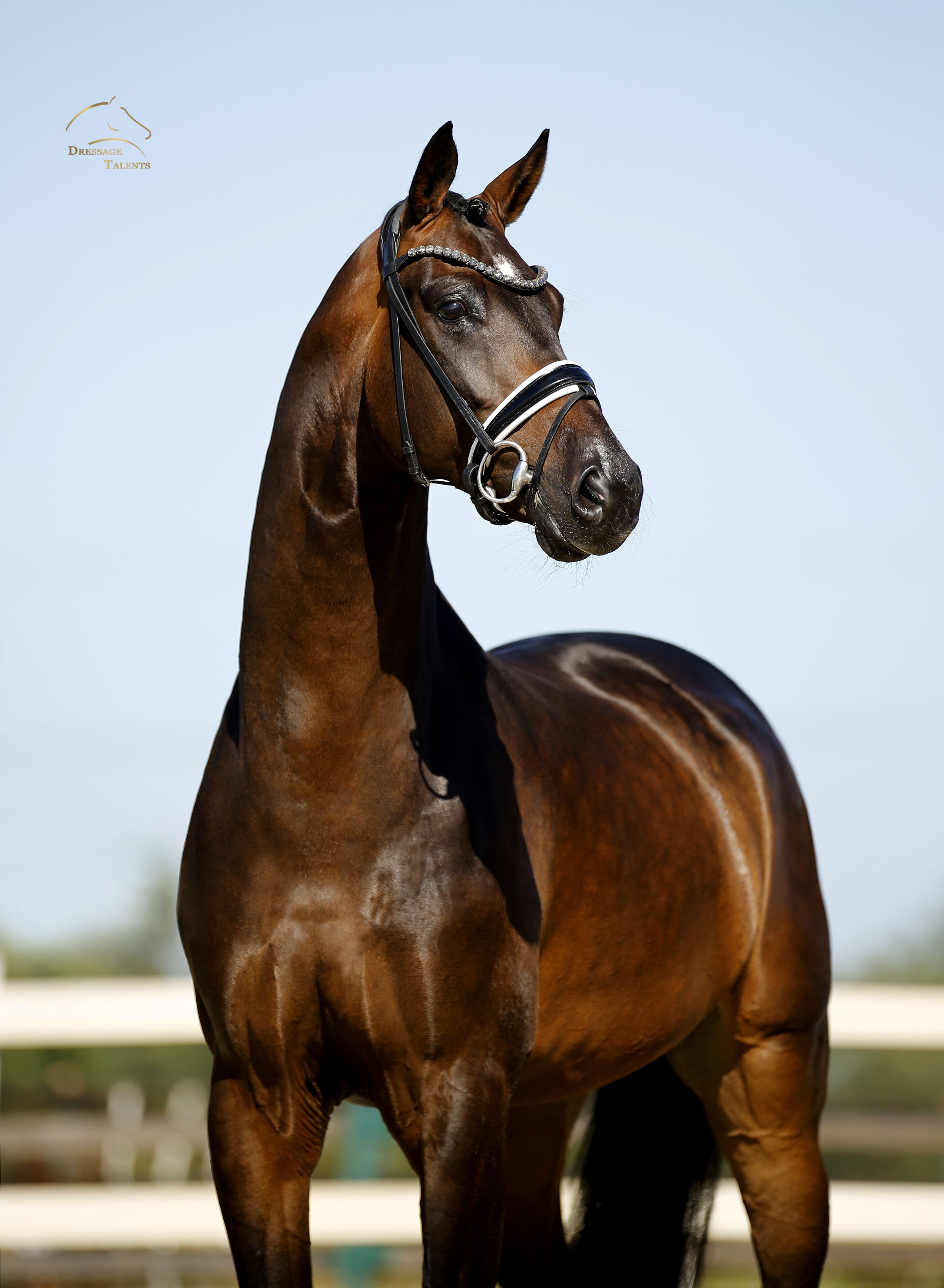 Dressage Talents – Fotografie – Pferde shezaan