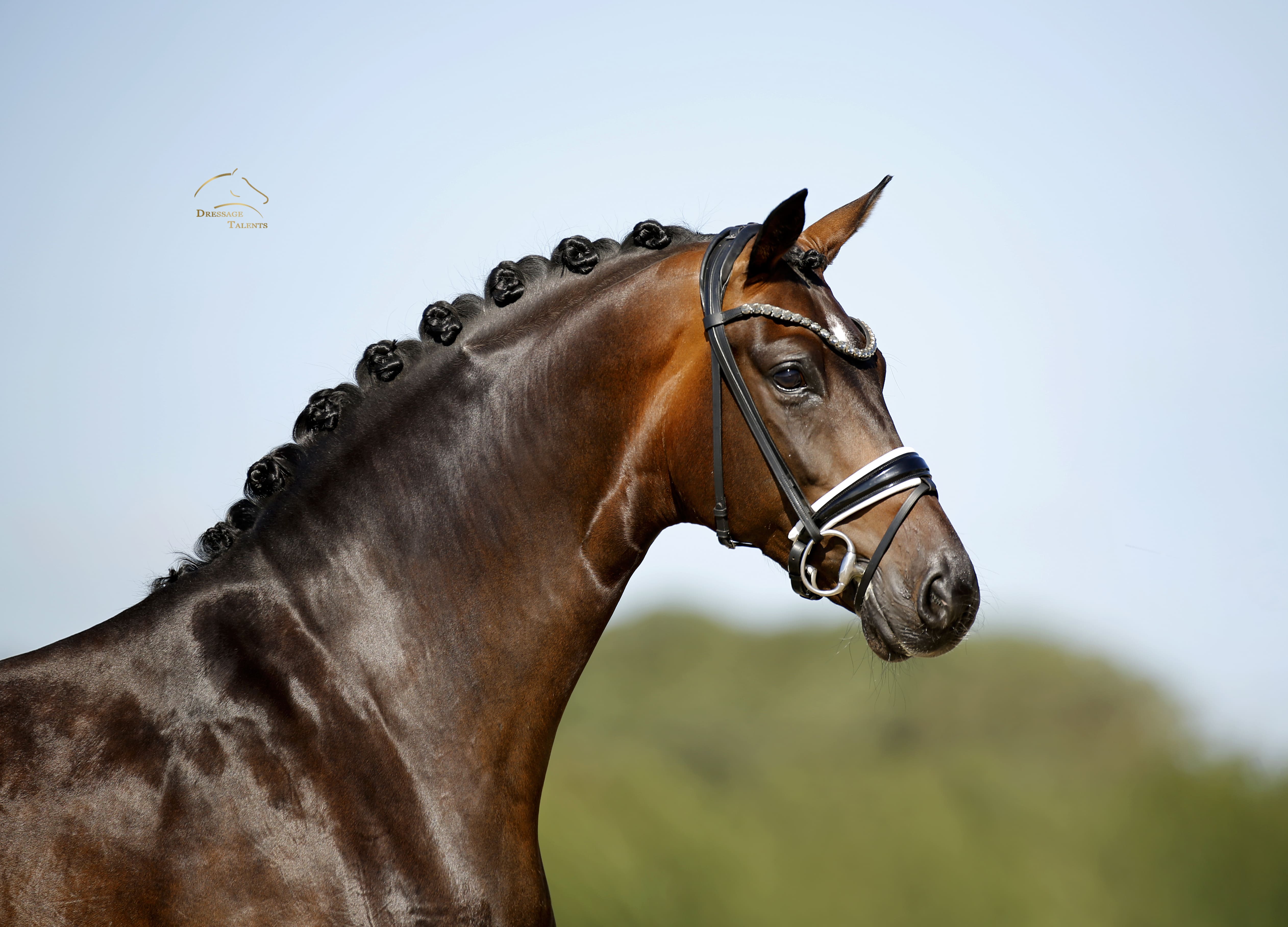 Dressurtalente - Fotografie - Pferd Vive Belle
