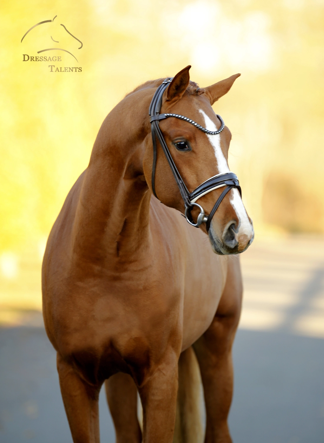 Dressurtalente - Fotografie - Pferd Vive Belle