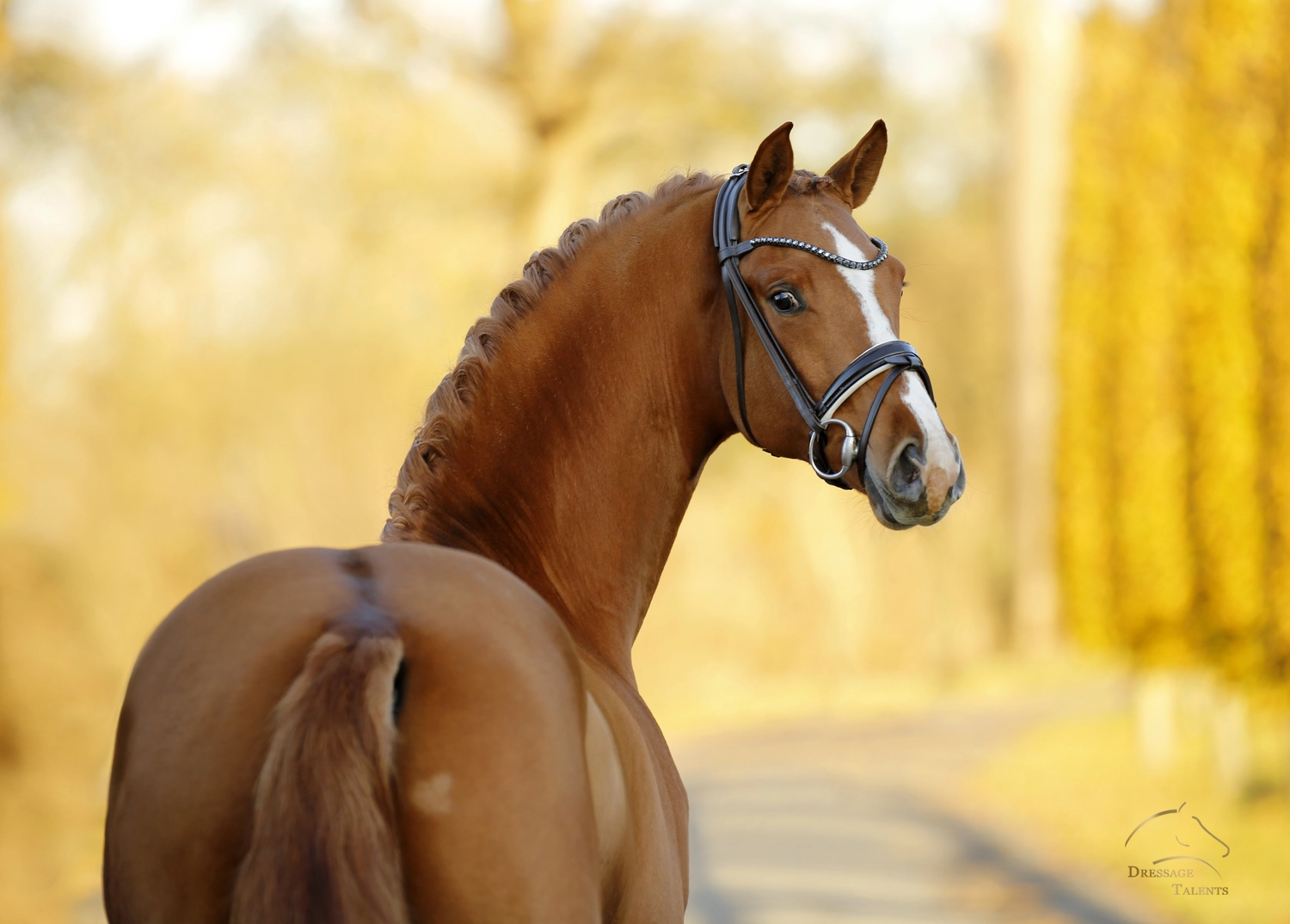 Dressurtalente - Fotografie - Pferd Vive Belle