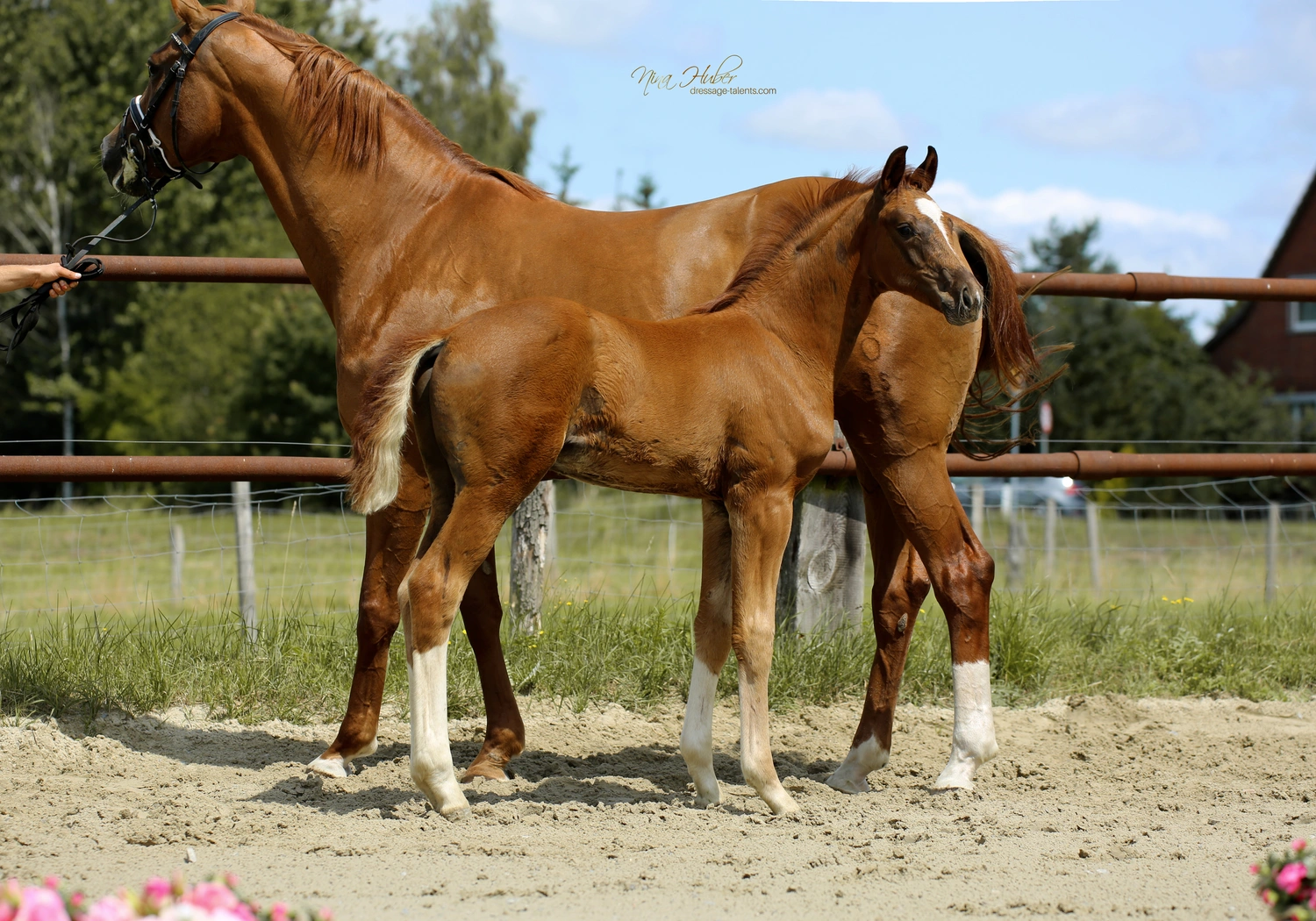 Dressurtalente - Fotografie - Pferde