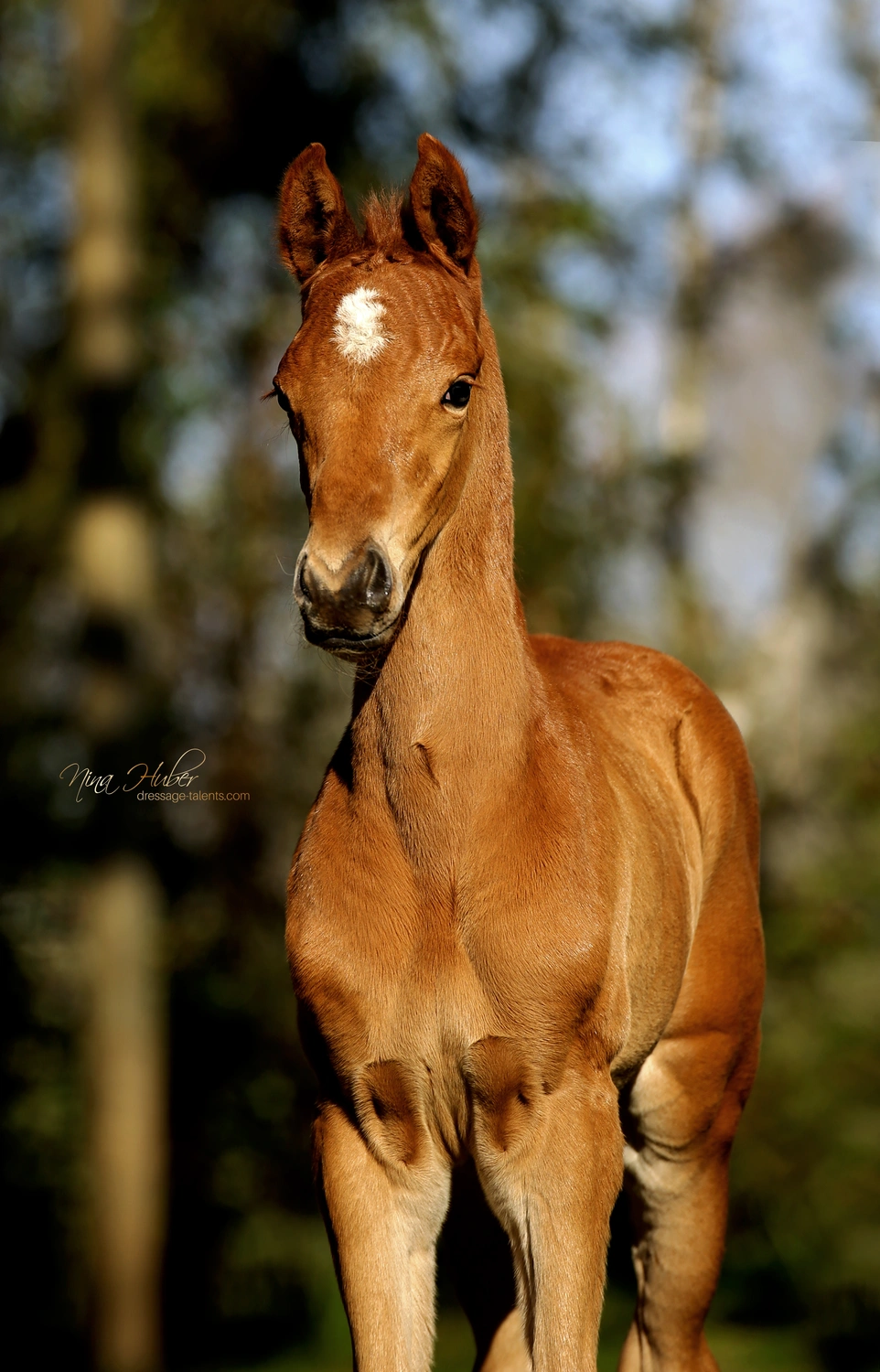 Dressurtalente - Fotografie - Pferde
