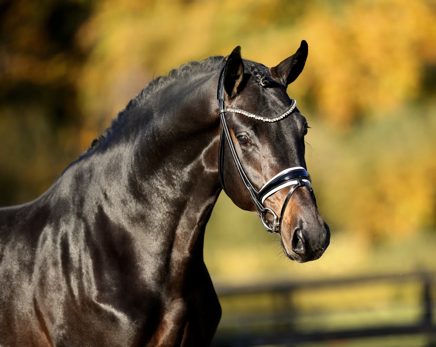 Dressage Talents - photography - horse stallions