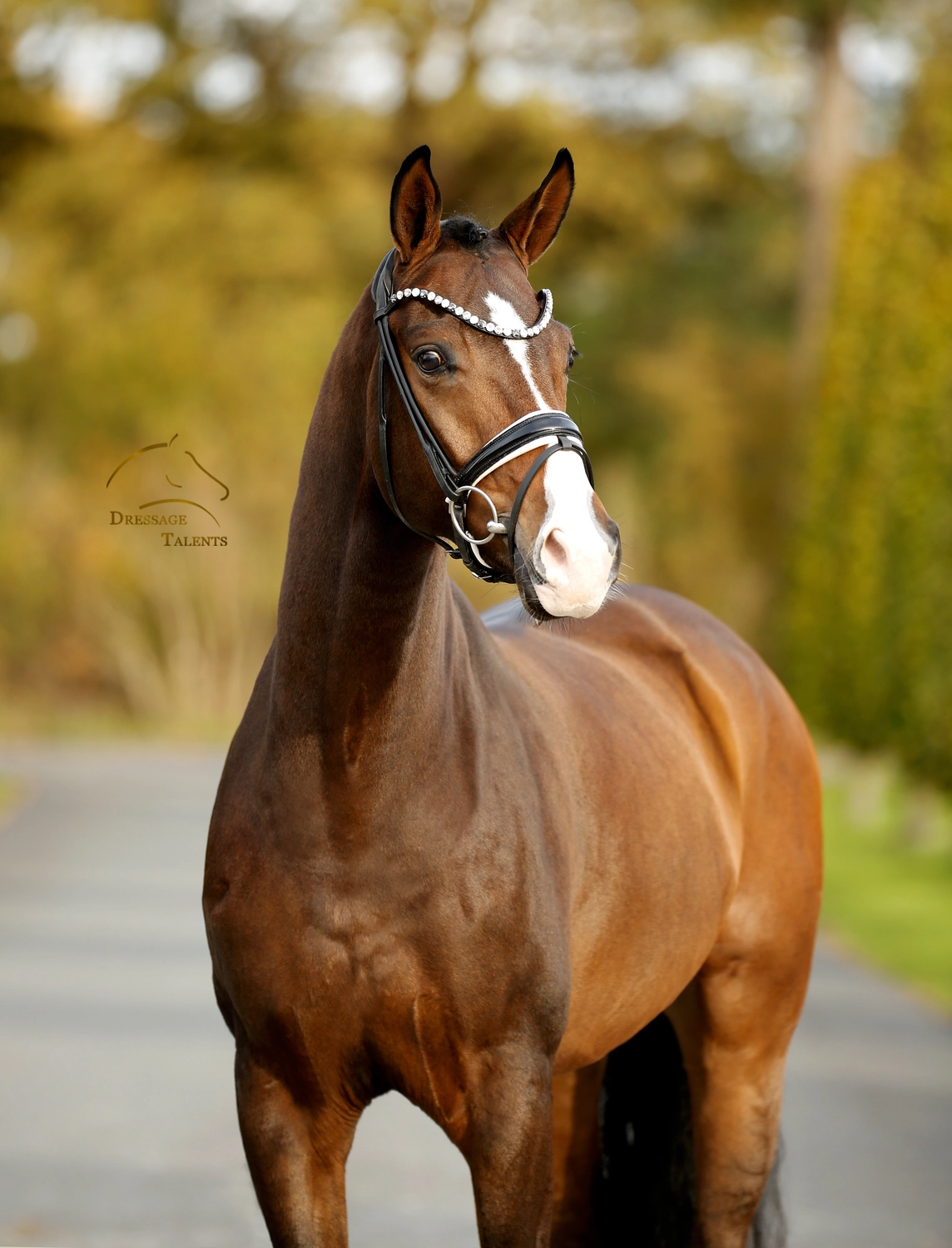 Dressurtalente - Fotografie - Pferd Vive Belle