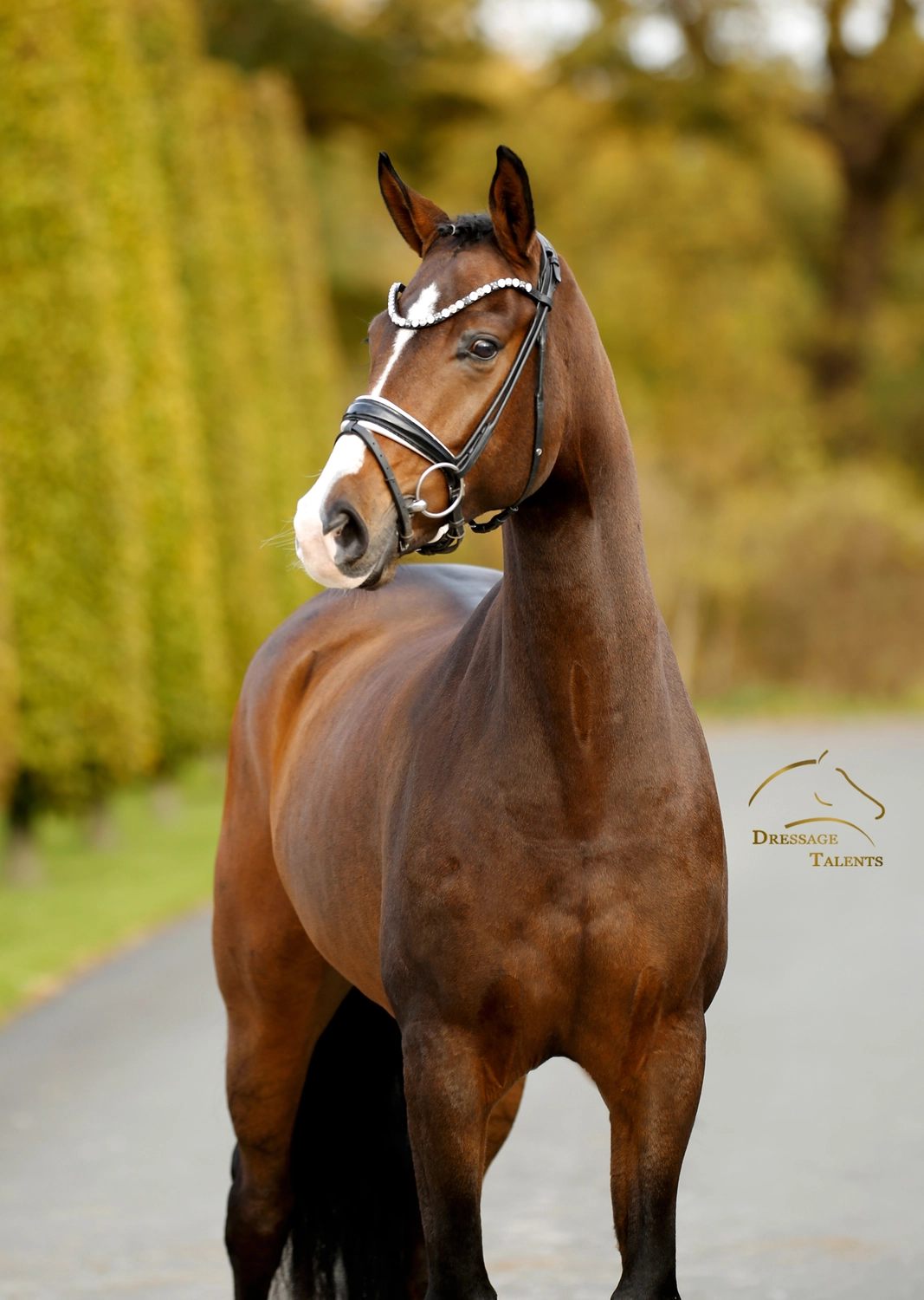 Dressurtalente - Fotografie - Pferd Vive Belle