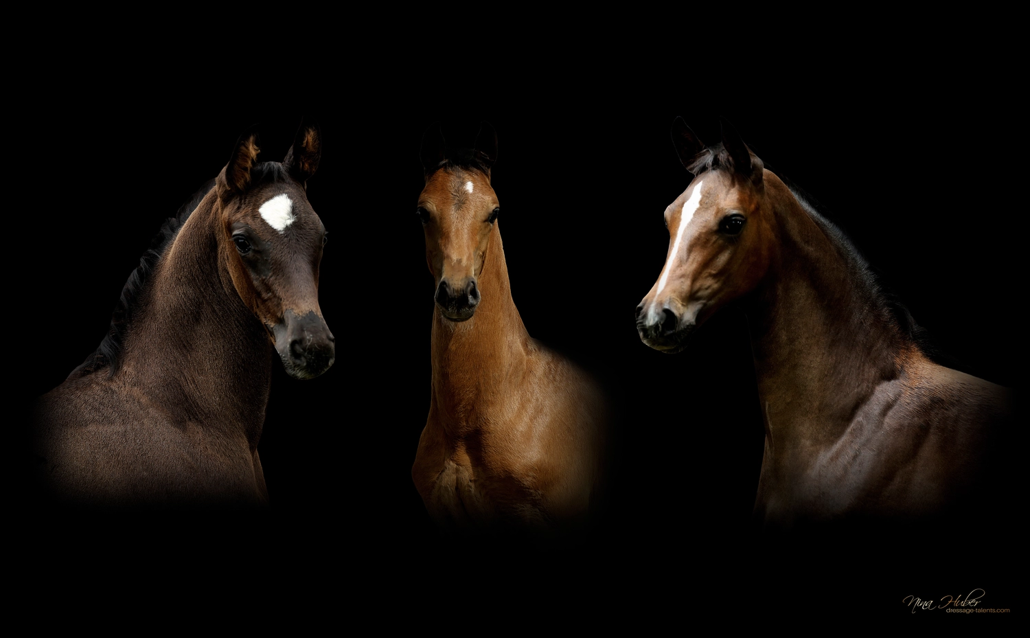 Dressage Talents – Fotografie – Pferde