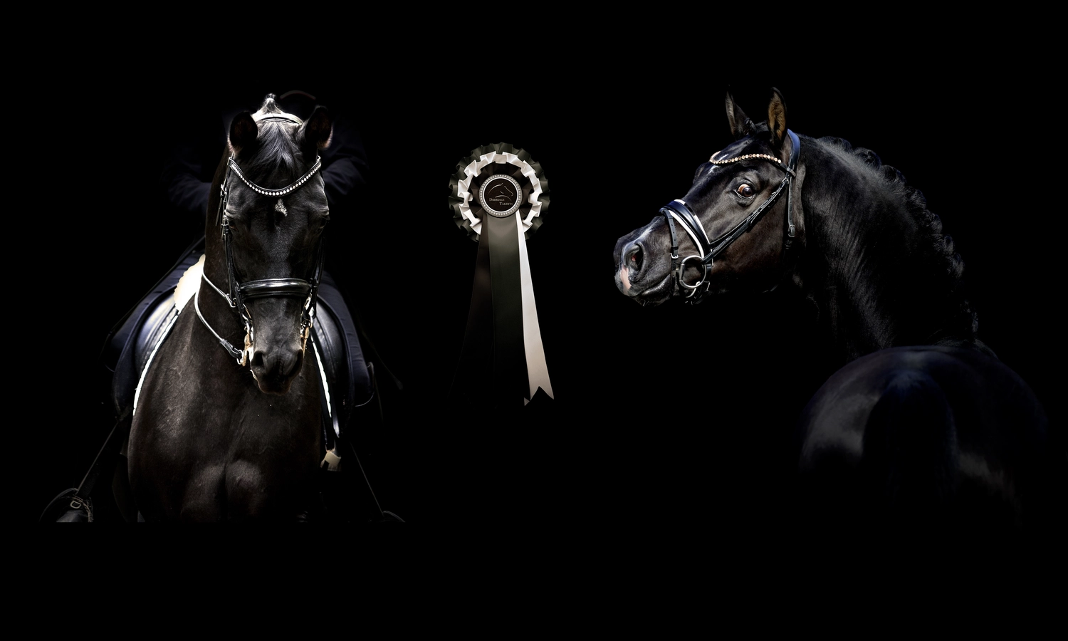 Dressage Talents – Fotografie – Pferde