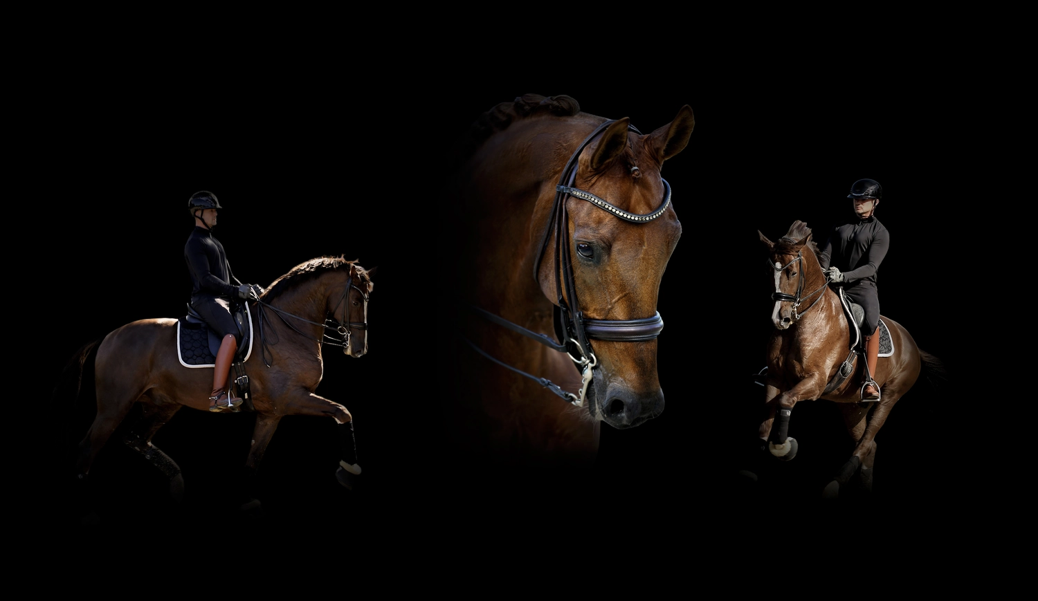 Dressage Talents – Fotografie – Pferde